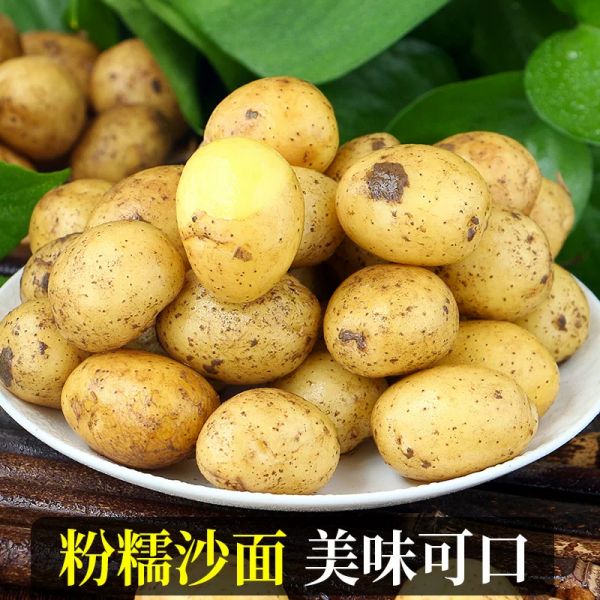 正宗小土豆10斤包邮新鲜士豆黄心黄皮农家蔬菜迷你马铃薯洋芋