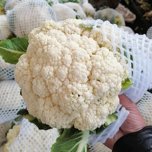有机蔬菜5斤有机花菜白花菜3斤当季新鲜沙拉蔬菜有机认证菜花