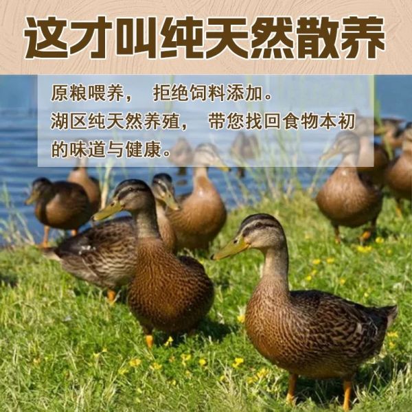 会员入门礼包